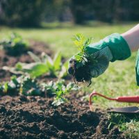 Back Safe Gardening Tips