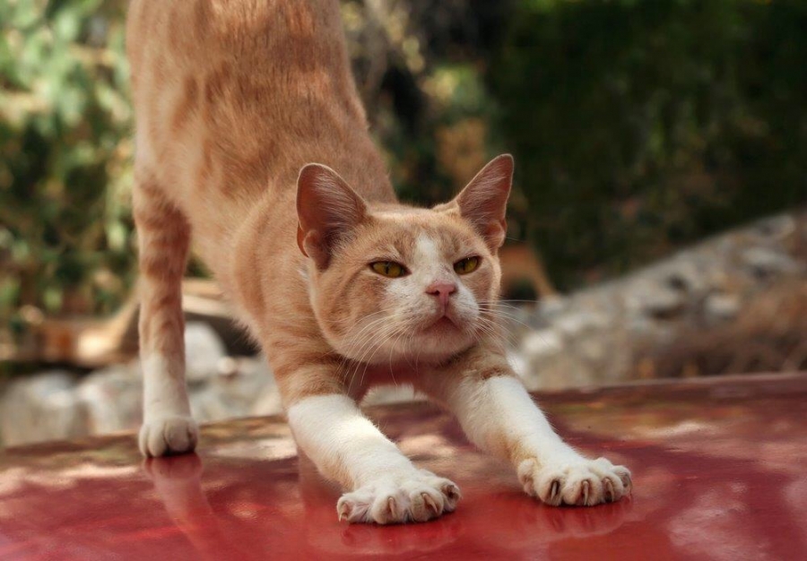 Catstretching.jpg